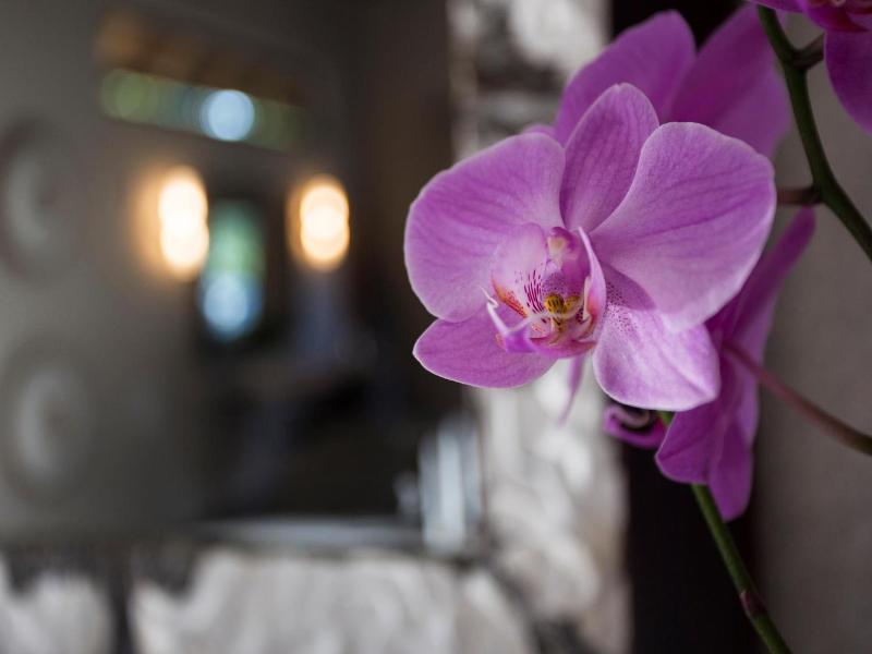 Moya Safari Villa image