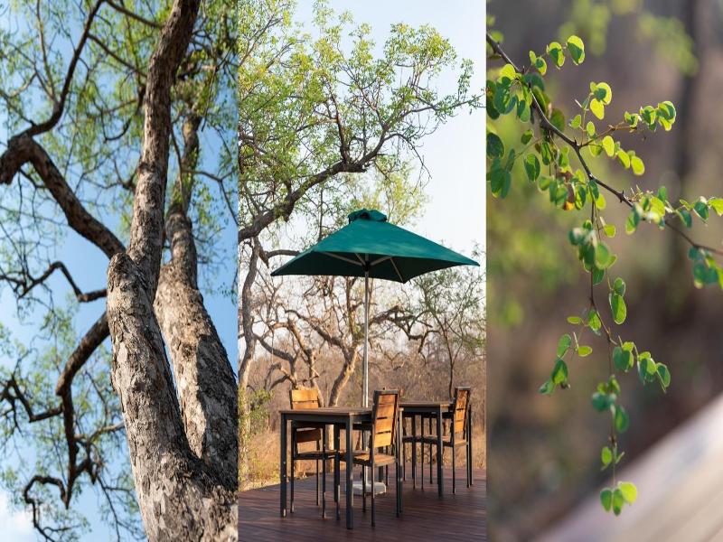 Moya Safari Villa image
