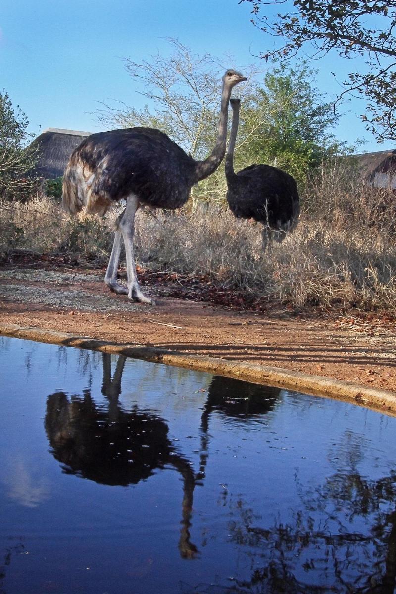 Normann Safari Bush Lodge — general view