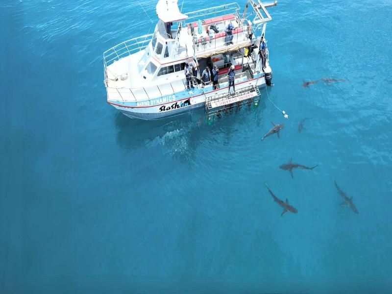White Shark Guest House