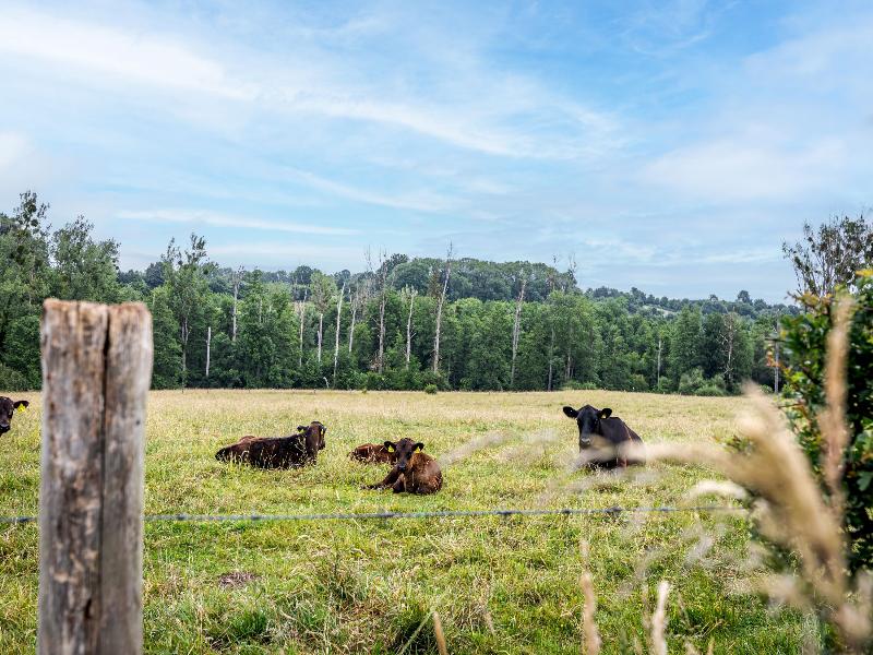 Landgoed Altenbroek image