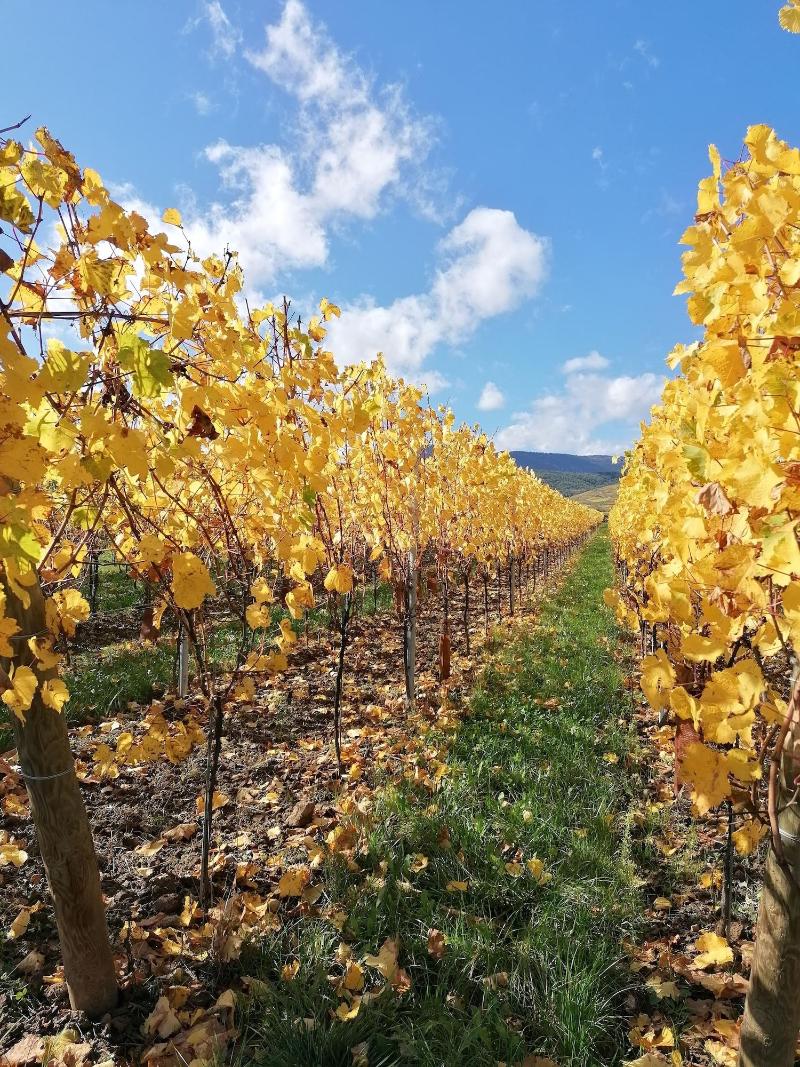 Domaine Sylvie Fahrer & Fils image