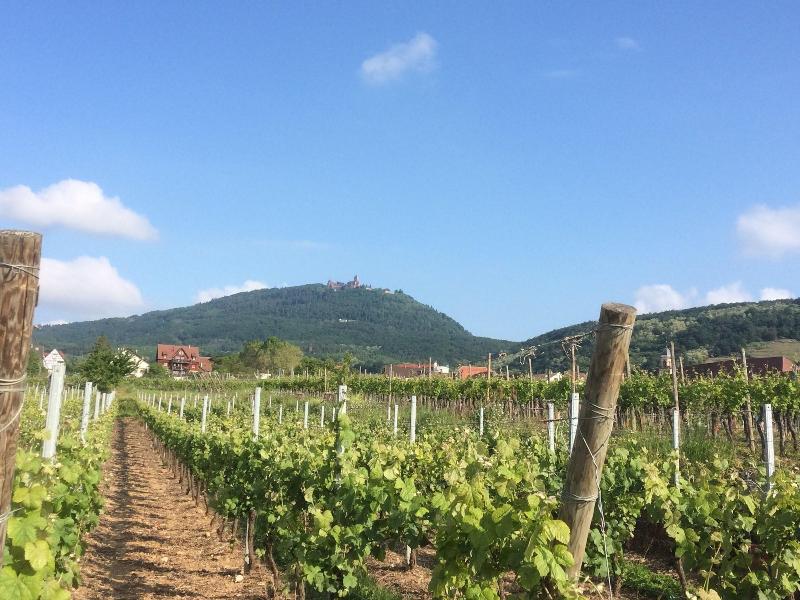 Domaine Sylvie Fahrer & Fils image
