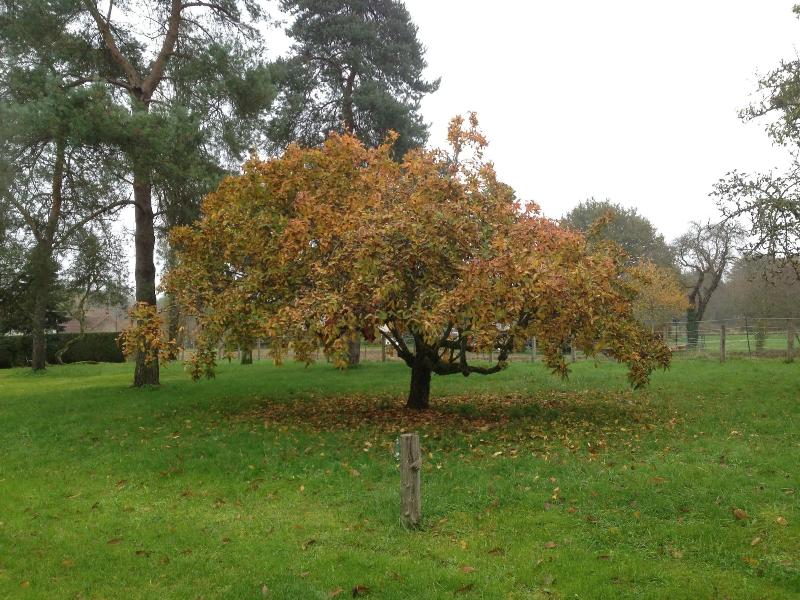 Au Coq Des Bois