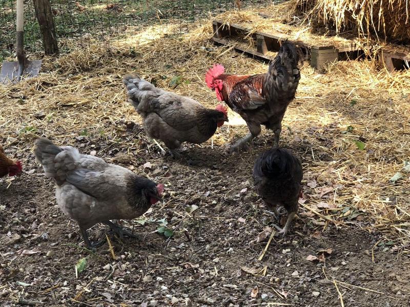 Au Coq Des Bois