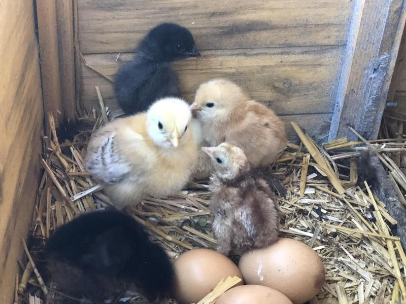 Au Coq Des Bois