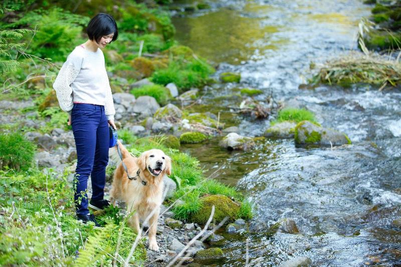 Izumigo Takayama Dog Paradise Hotel image