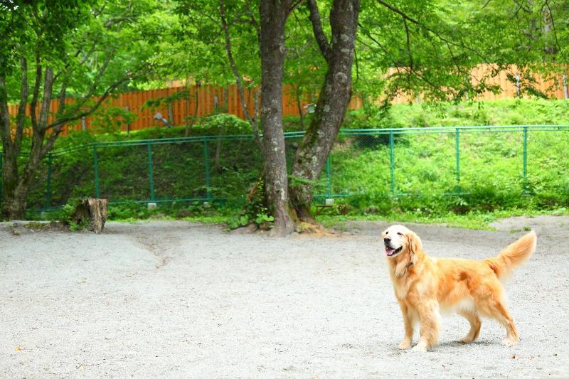 Izumigo Takayama Dog Paradise Hotel image