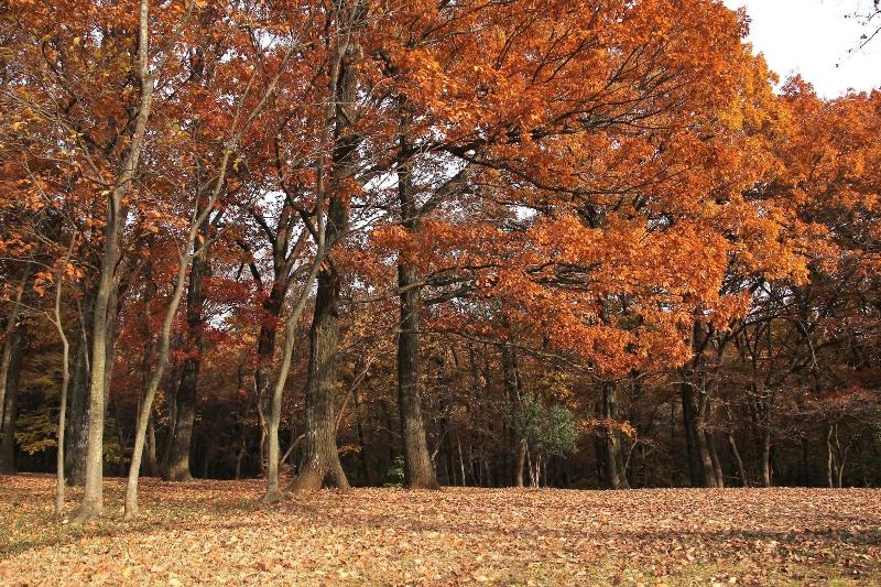 Royal Inn Kikusui - Image 2