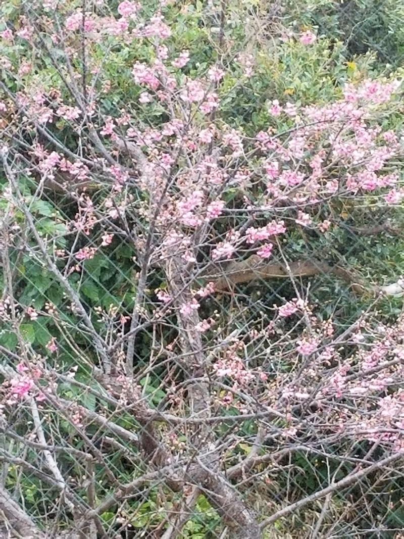 Minshuku Myojoso image