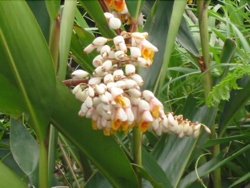 Minshuku Myojoso - Image 7