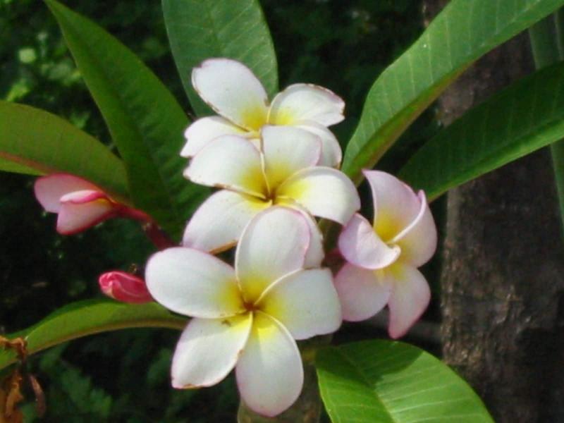 Minshuku Myojoso - Image 10