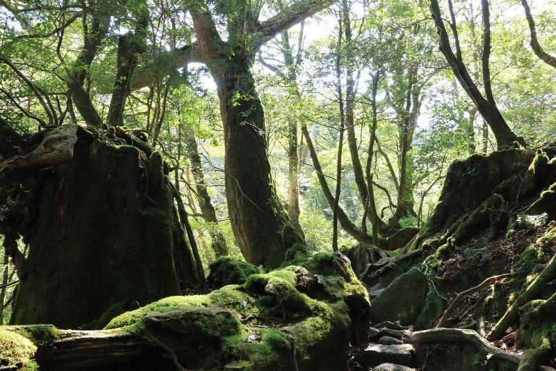 Pension Sea Forest — view