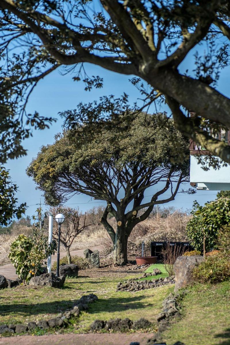 Jeju Nollmung image