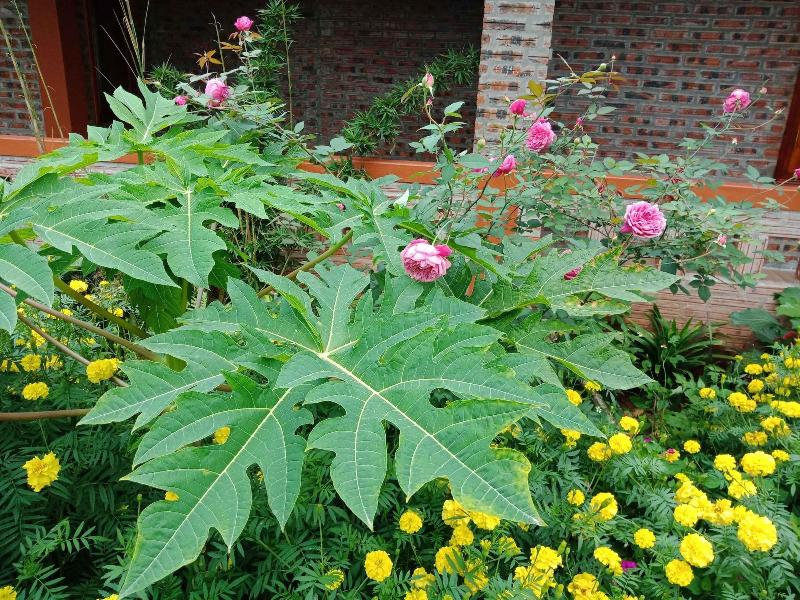 Ninh Binh Eco Garden image