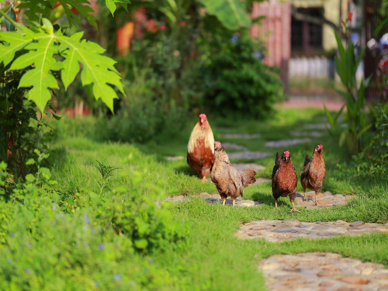Ninh Binh Palm Homestay image