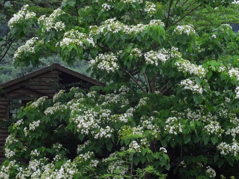Zhuo Ye Cottage image