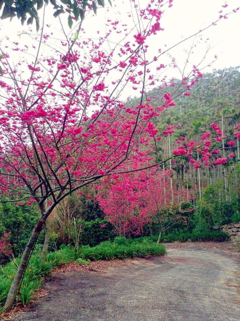 After Hill Greenhouse Resort image