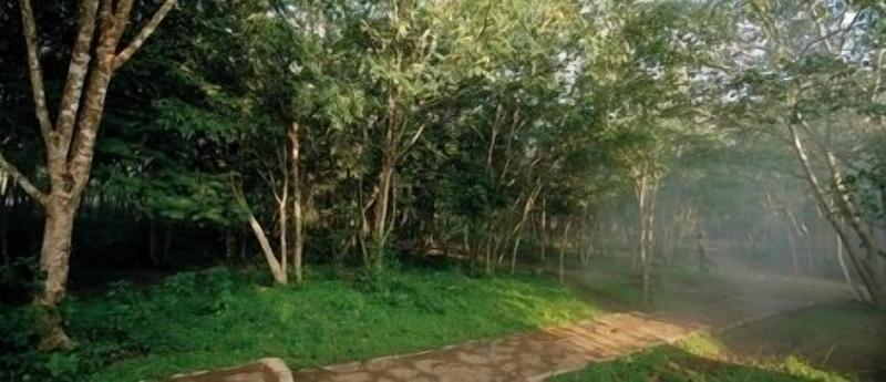 The Windflower Jungle Resorts And Spa