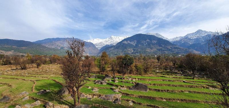 Quartz Himalayan Brothers image