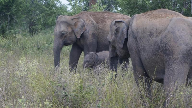 Elephant Trail image