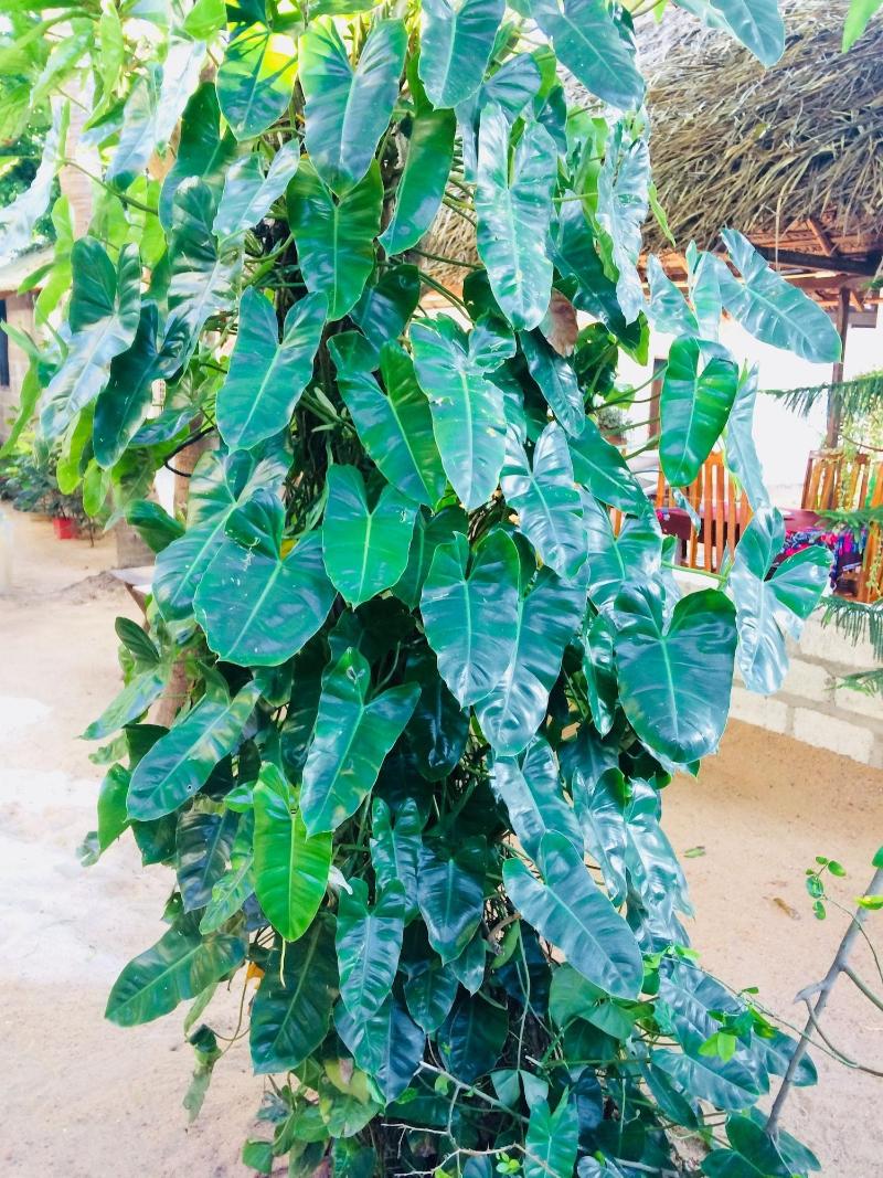Tropicana Homestay image