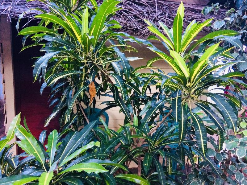 Tropicana Homestay image