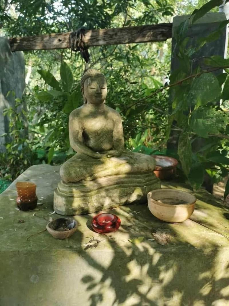 Jungle House — photo 5