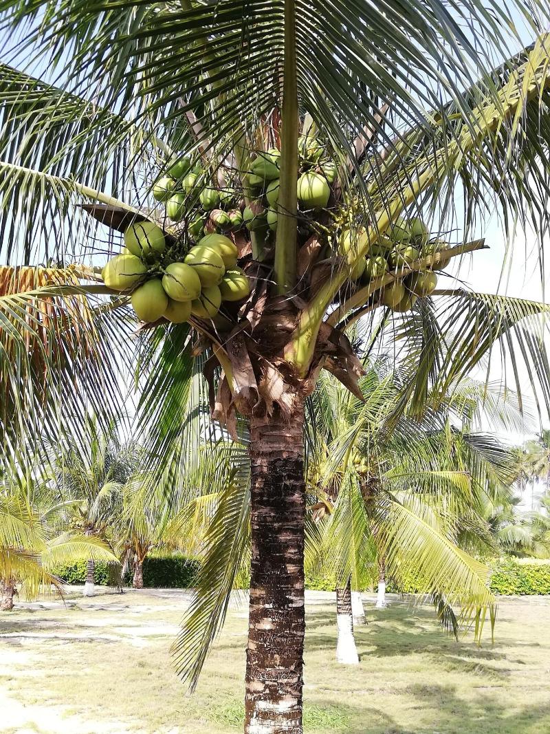 Elmina Bay Resort image