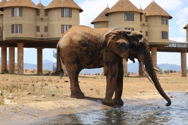 Salt Lick Safari Lodge image 3