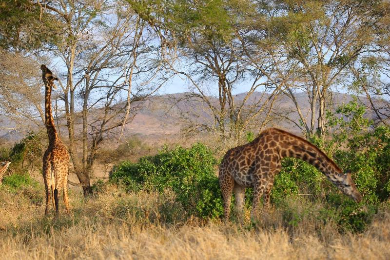 Salt Lick Safari Lodge image