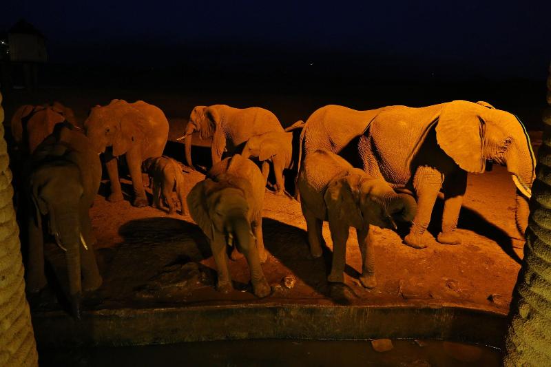 Salt Lick Safari Lodge image