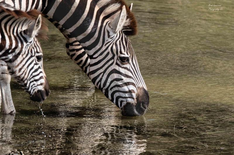 Woodbury Lodge-Amakhala Game Reserve image