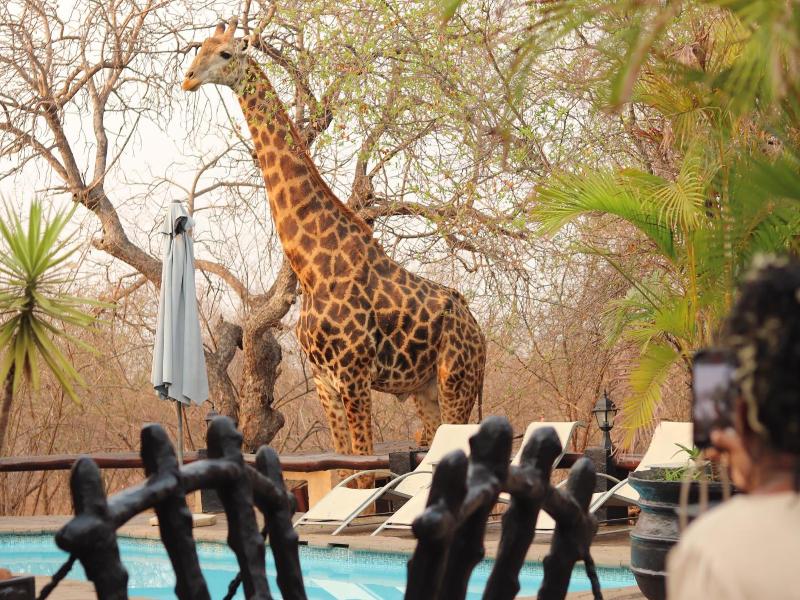 African Rock Lodge image