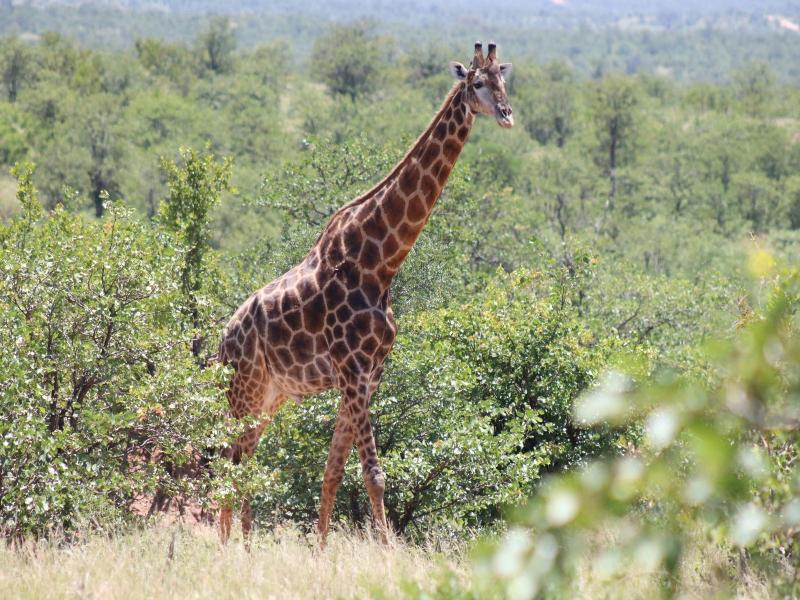 African Rock Lodge image