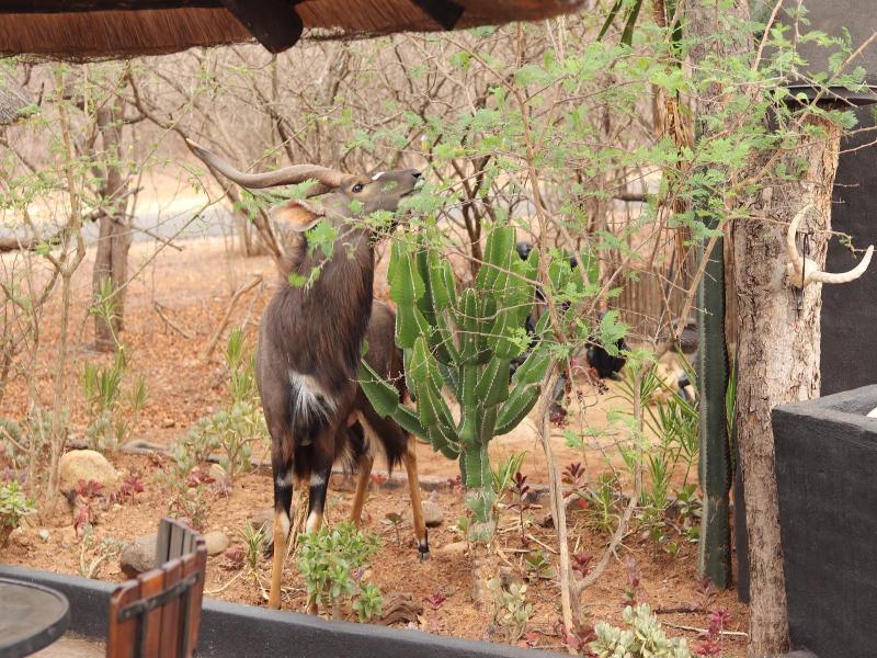 African Rock Lodge image