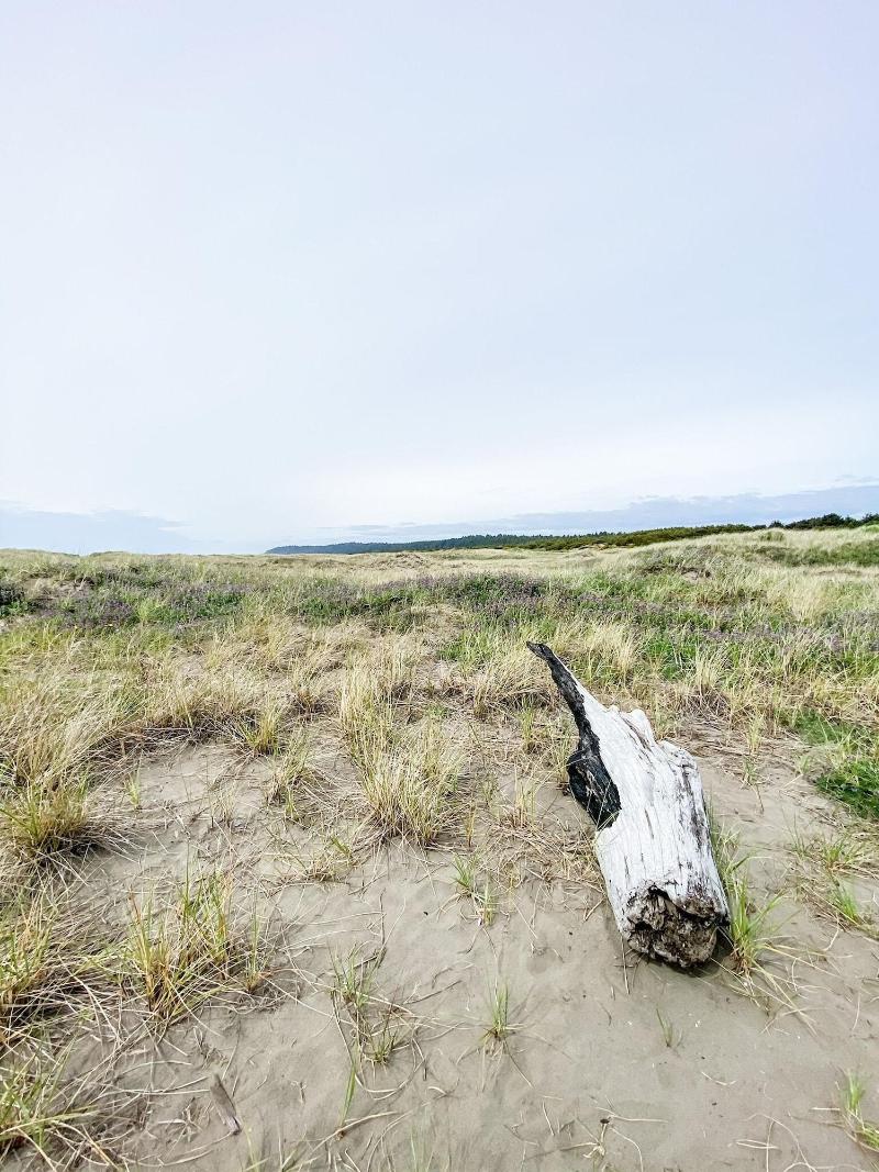 Pacific Dunes Resort image