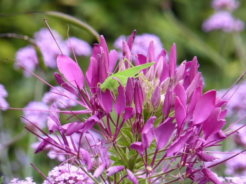 Les Buissonnets image