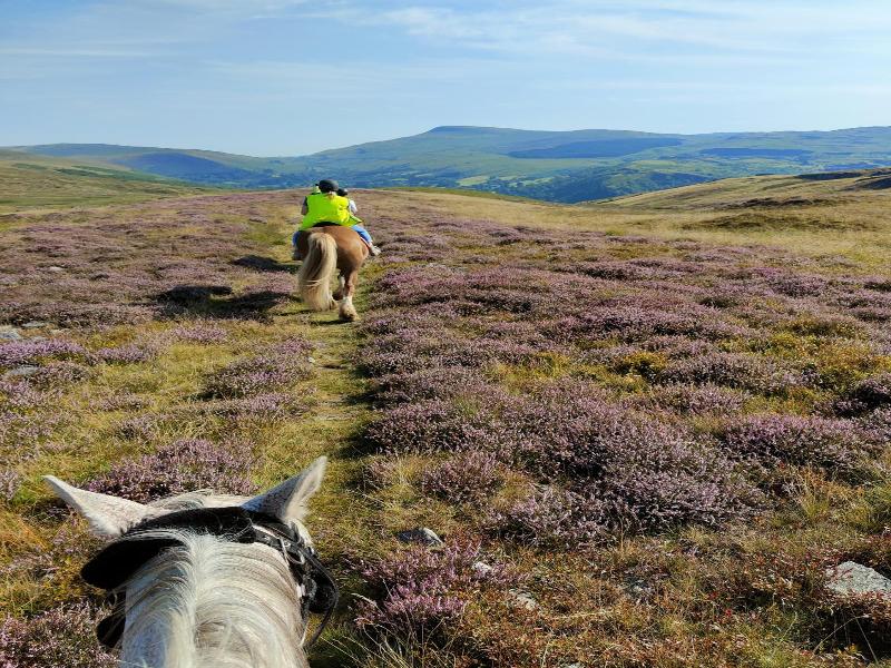 Pentre Riding Stable And Accommodation image