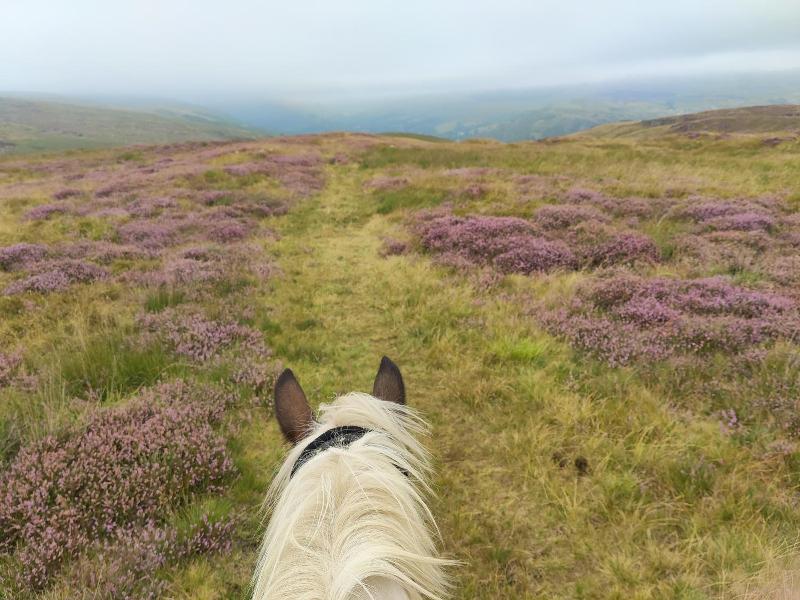 Pentre Riding Stable And Accommodation image