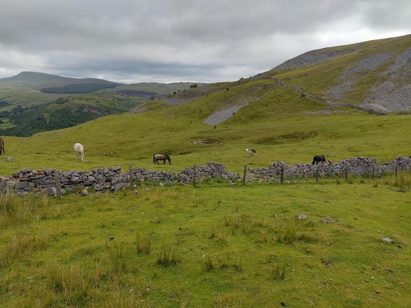 Pentre Riding Stable And Accommodation image