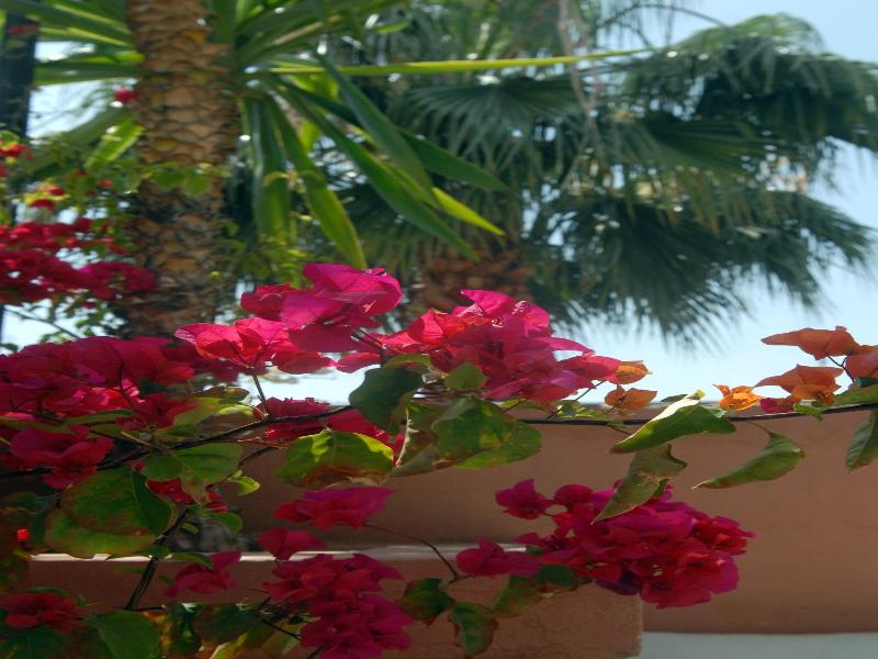 Riad Celia image