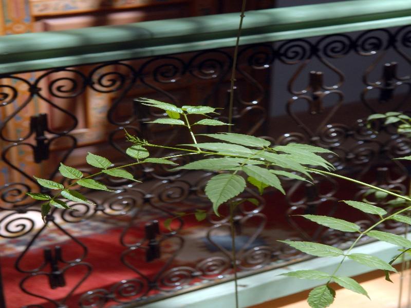 Riad Celia image