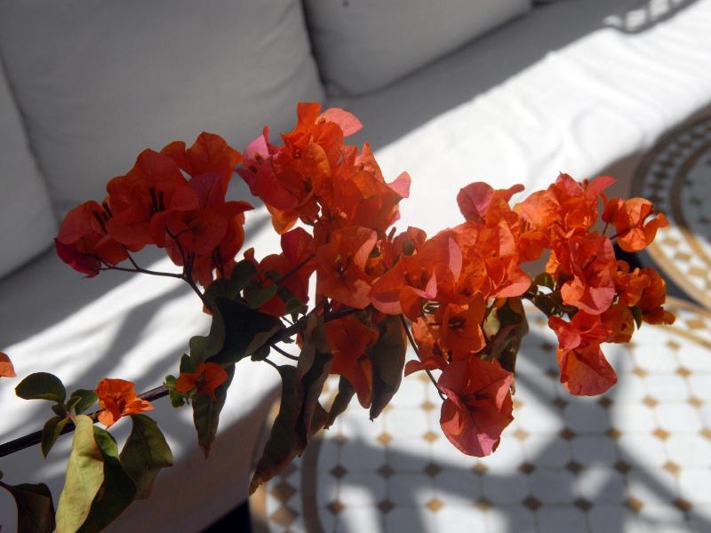 Riad Celia image
