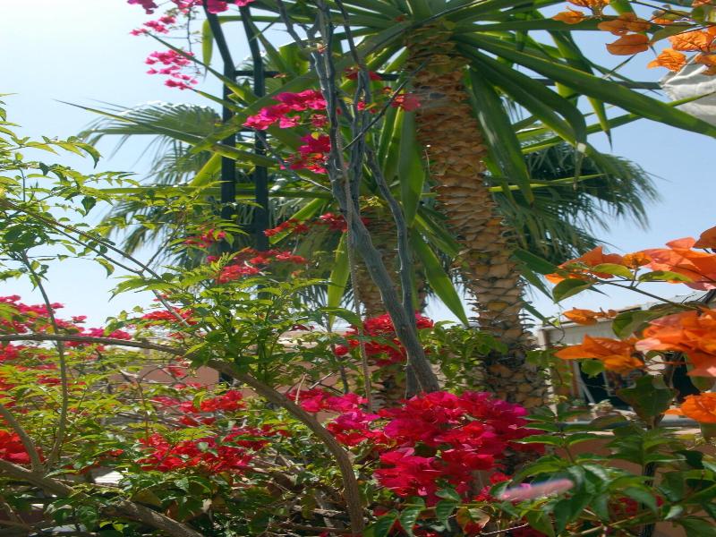 Riad Celia image