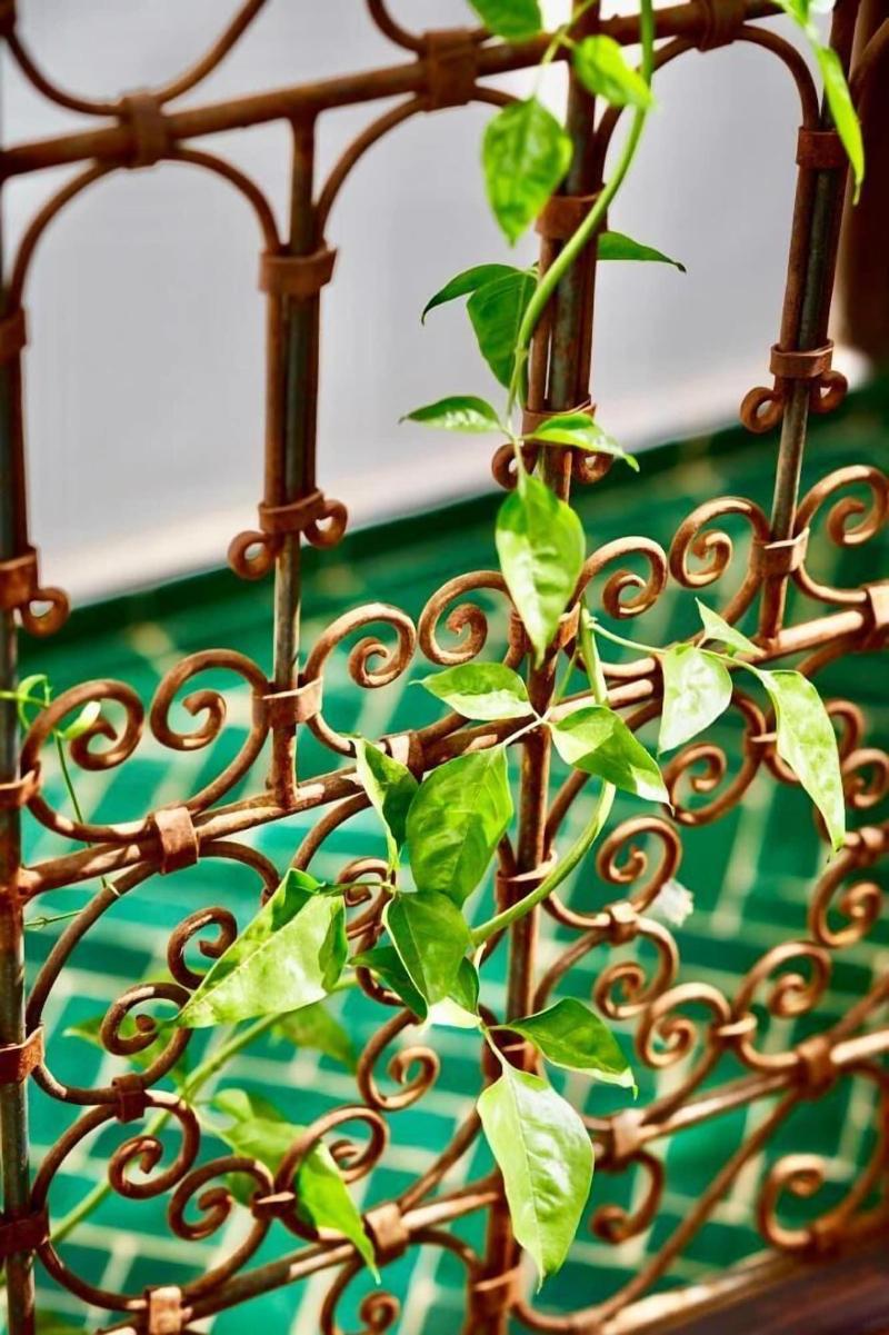 Riad Yasaman image