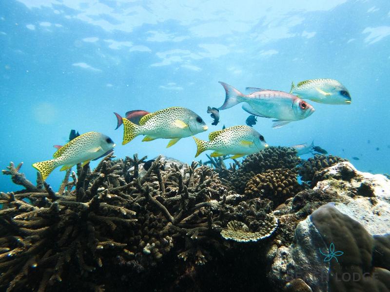 Vilanculos Beach Lodge image