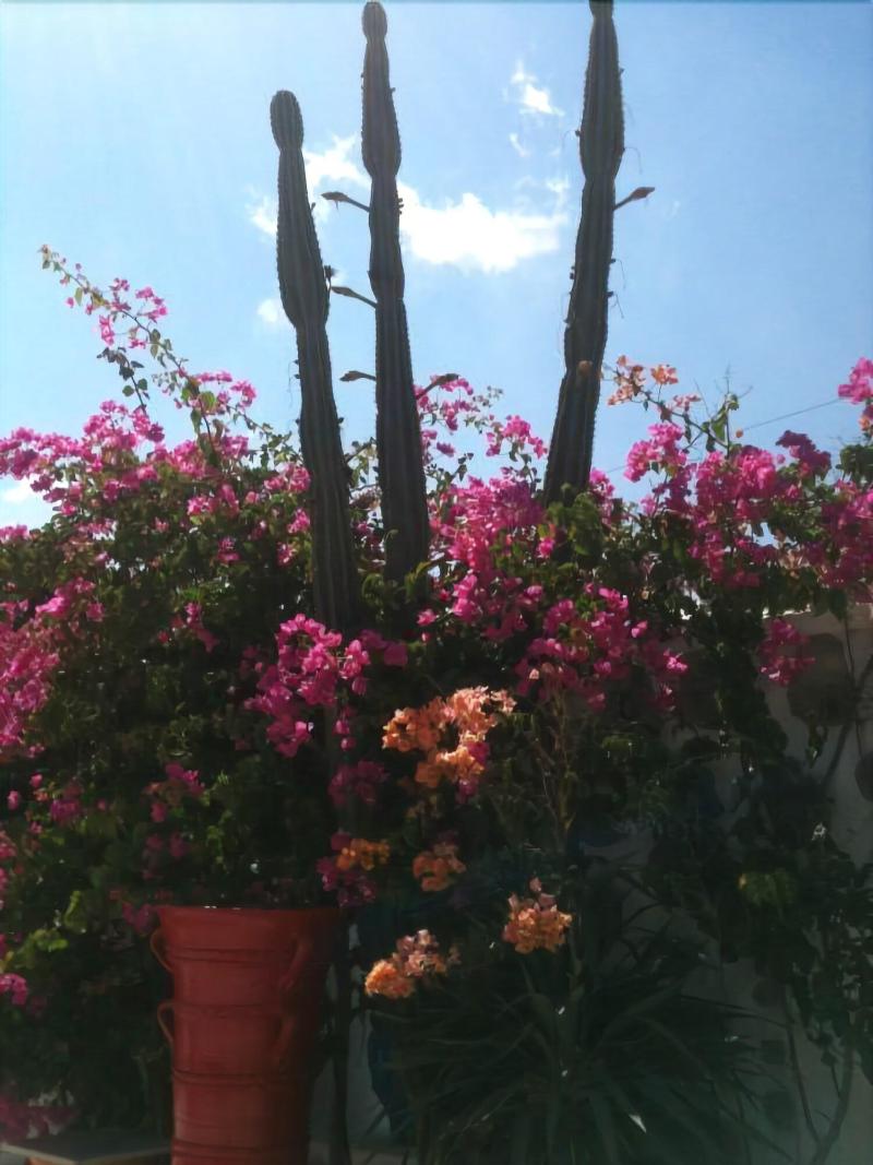 Sun Of Mykonos Studios