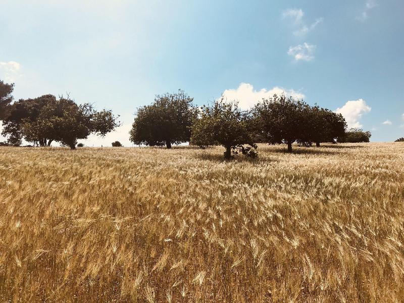 Finca Sestelrica image