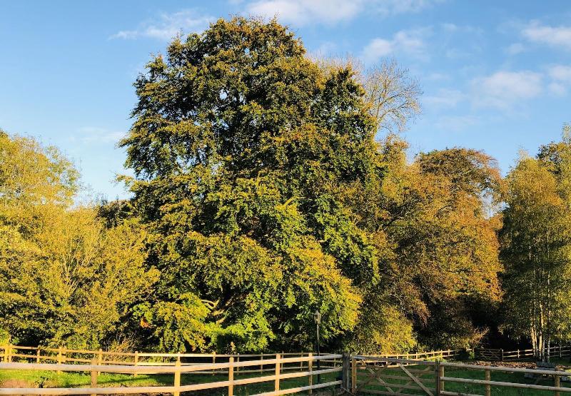 The Hopton Crown image